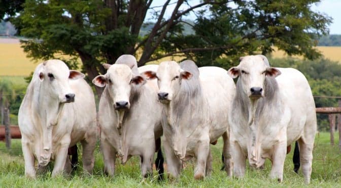 Boi gordo chega a R$ 360 com pecuaristas resistentes e oferta restrita