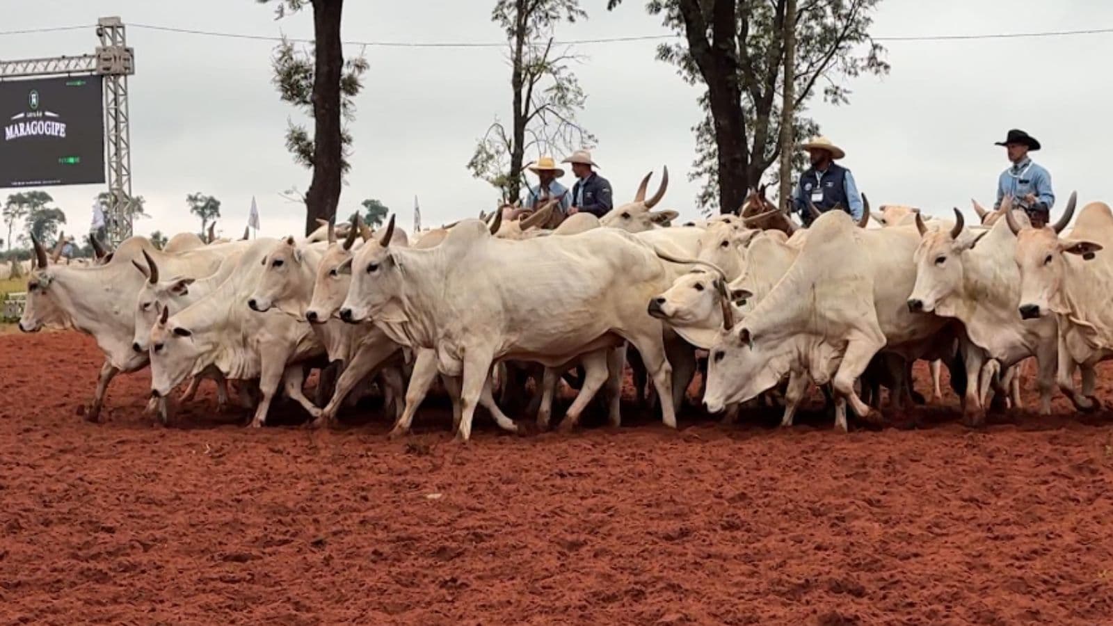 Arroba do boi gordo atinge maior preço da história em SP, aponta Cepea