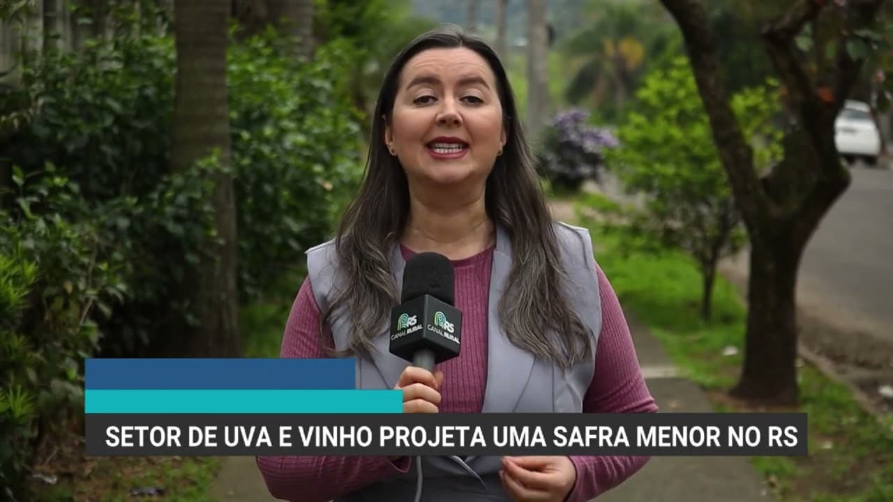 Impactos do El Niño reduzem projeções de safra de uva e azeite no RS