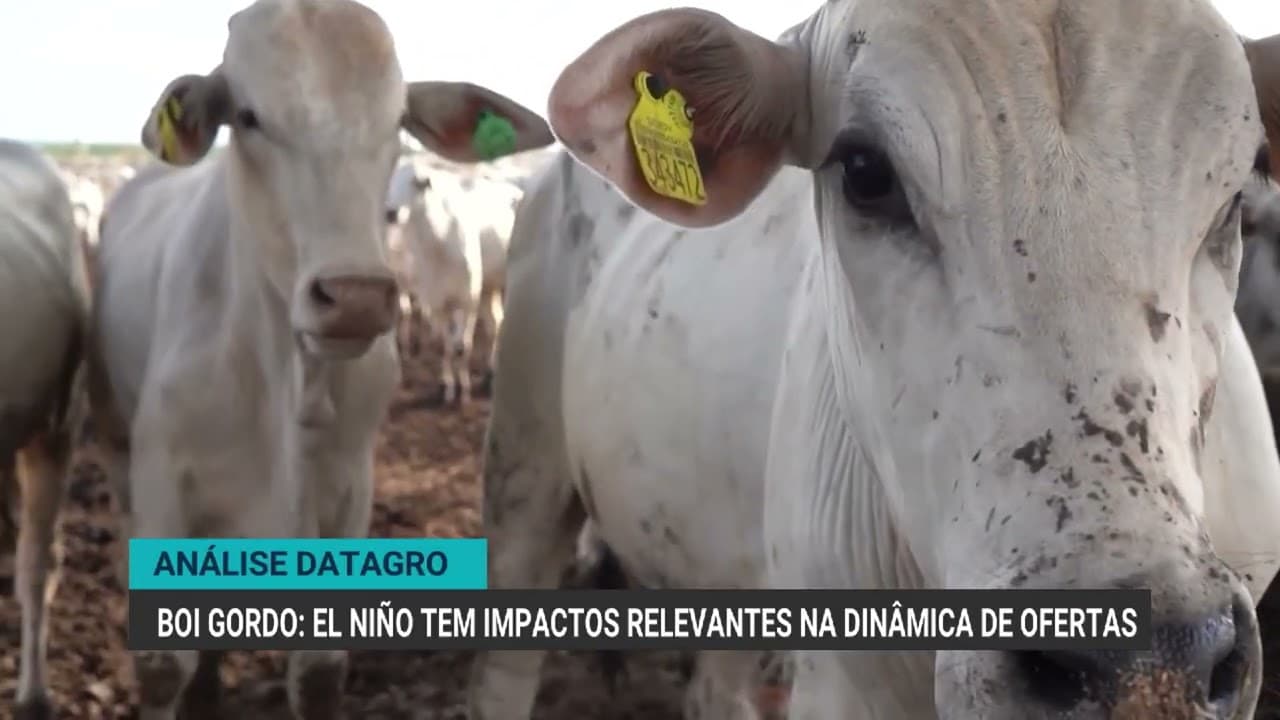 El Niño e seus impactos na oferta de boi gordo no Brasil