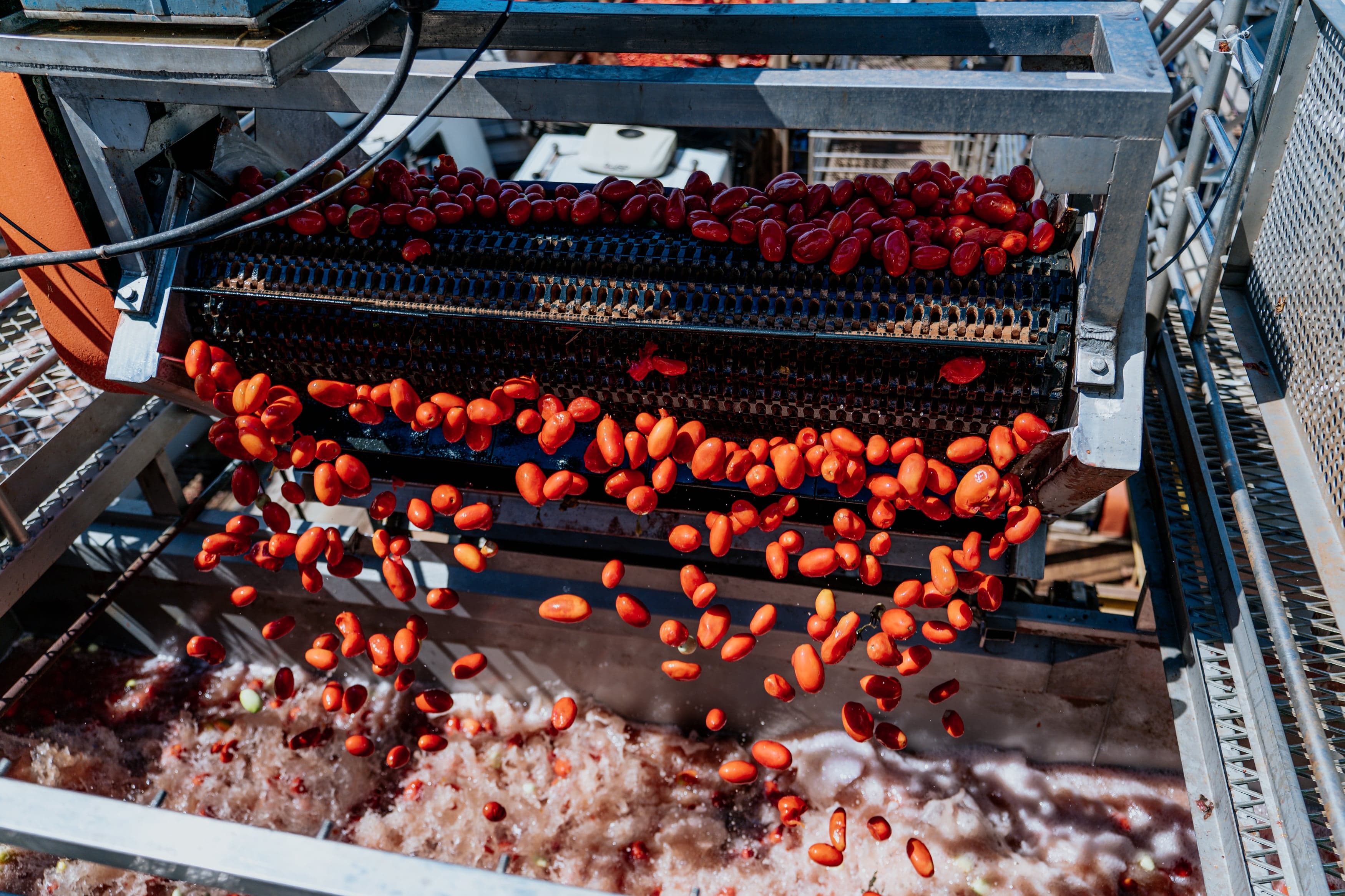 Tecnologia e parceria: a estratégia de uma gigante do processamento de tomate