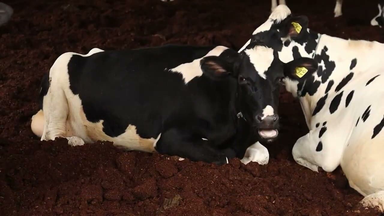 Pesquisas científicas visam aumentar eficiência na bovinocultura de leite