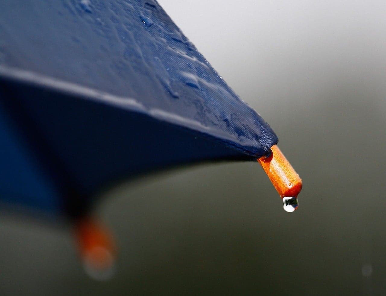 Soja trava no Brasil: excesso de chuva impede avanço do plantio e mantém lavouras em preparação