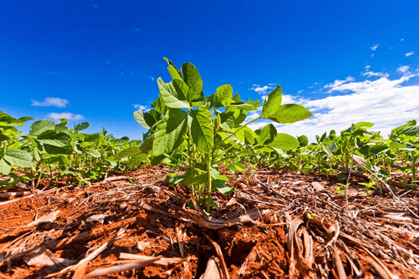 Ministério da Agricultura anuncia prioridade para regulamentação dos bioinsumos