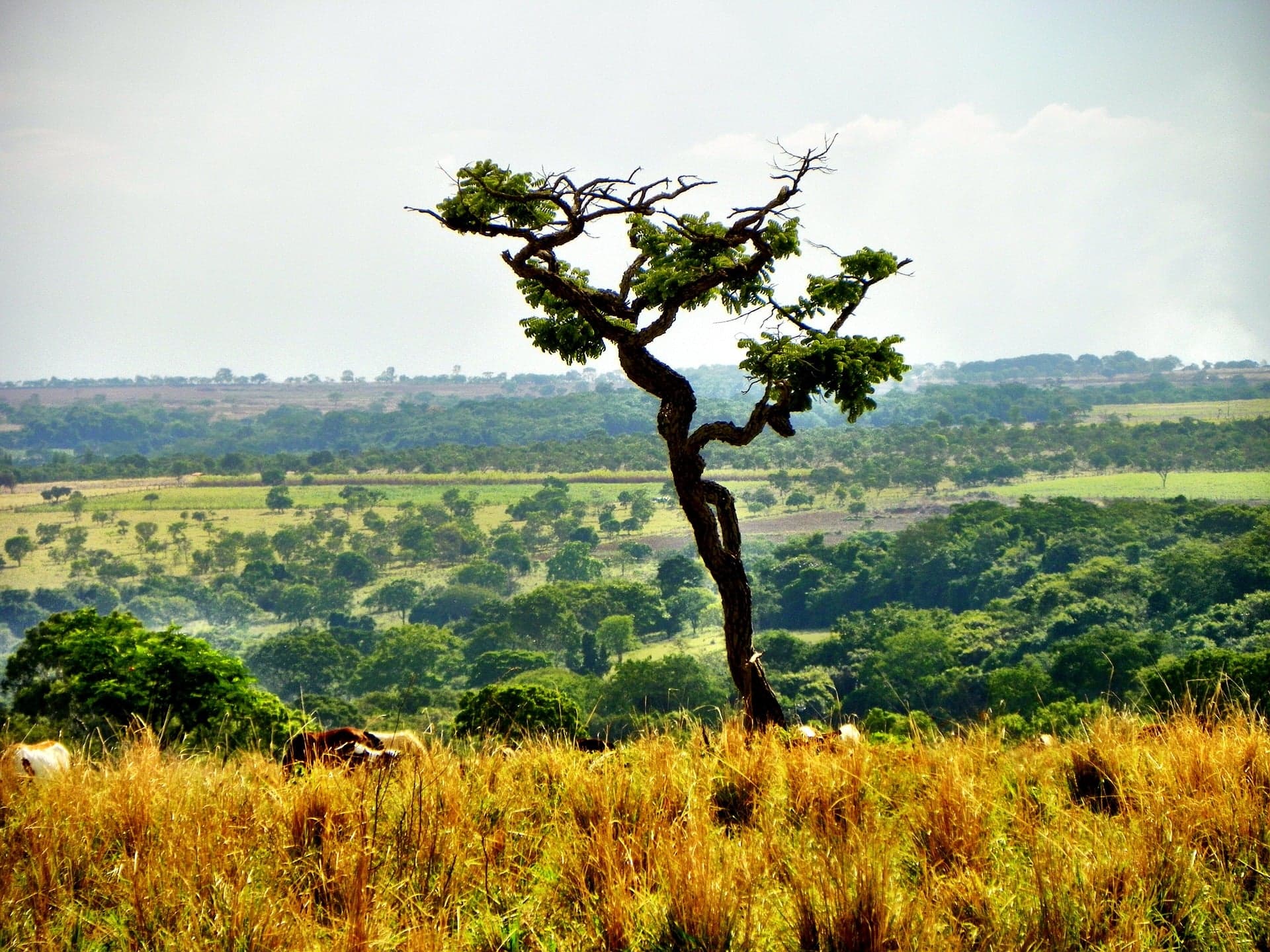 Clima, solo e manejo influenciam no armazenamento de carbono no Cerrado, mostra estudo