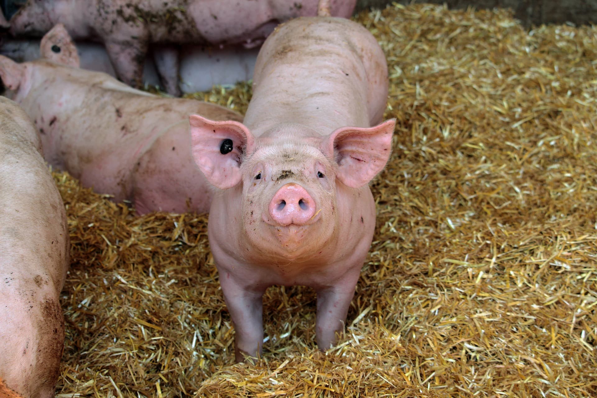 Preços do suíno vivo e da carne seguem em alta no início de outubro, aponta Cepea