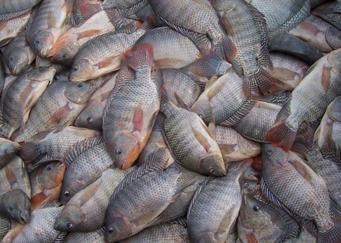 Exportação de tilápia dobra em um ano, mostra Cepea
