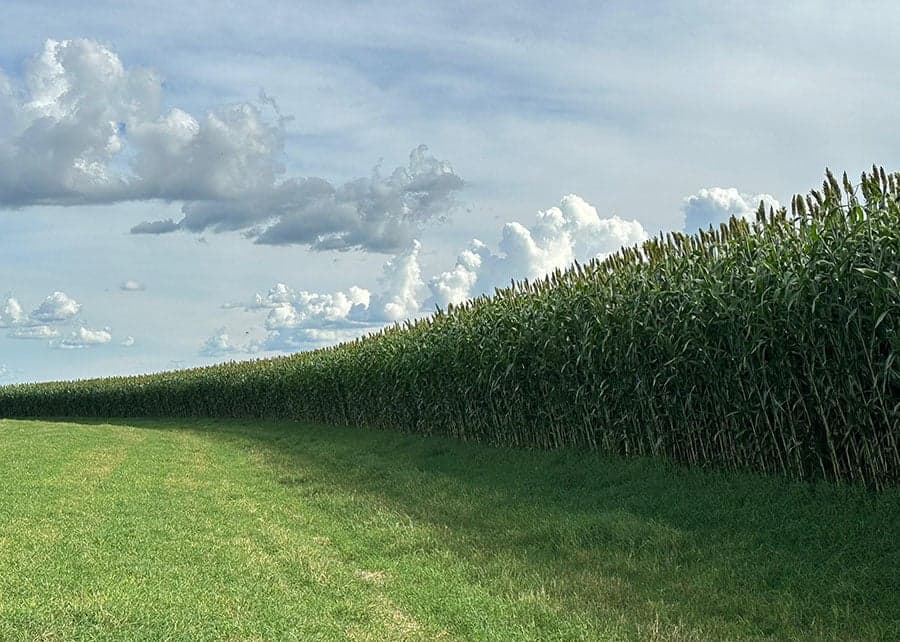 Produção de sorgo dispara no Brasil, impulsionada por etanol e exportações para a China
