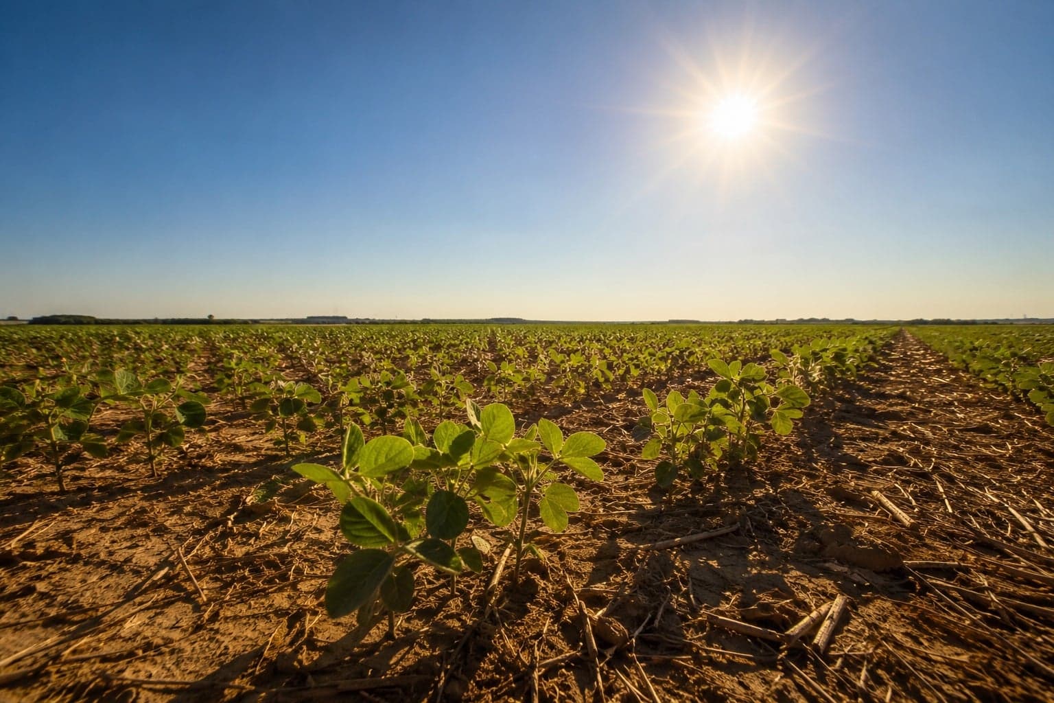 El Niño: calor pode reduzir produtividade mesmo com chuva na safra 2026/27