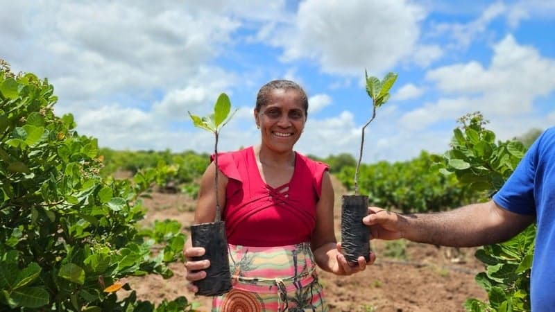 Caju vira alternativa de renda para produtores em região castigada pela seca no Ceará