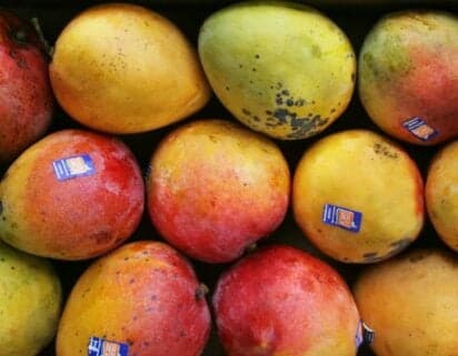 Preço da manga tommy cai 37,9% no mês e chega a R$ 3,31/kg
