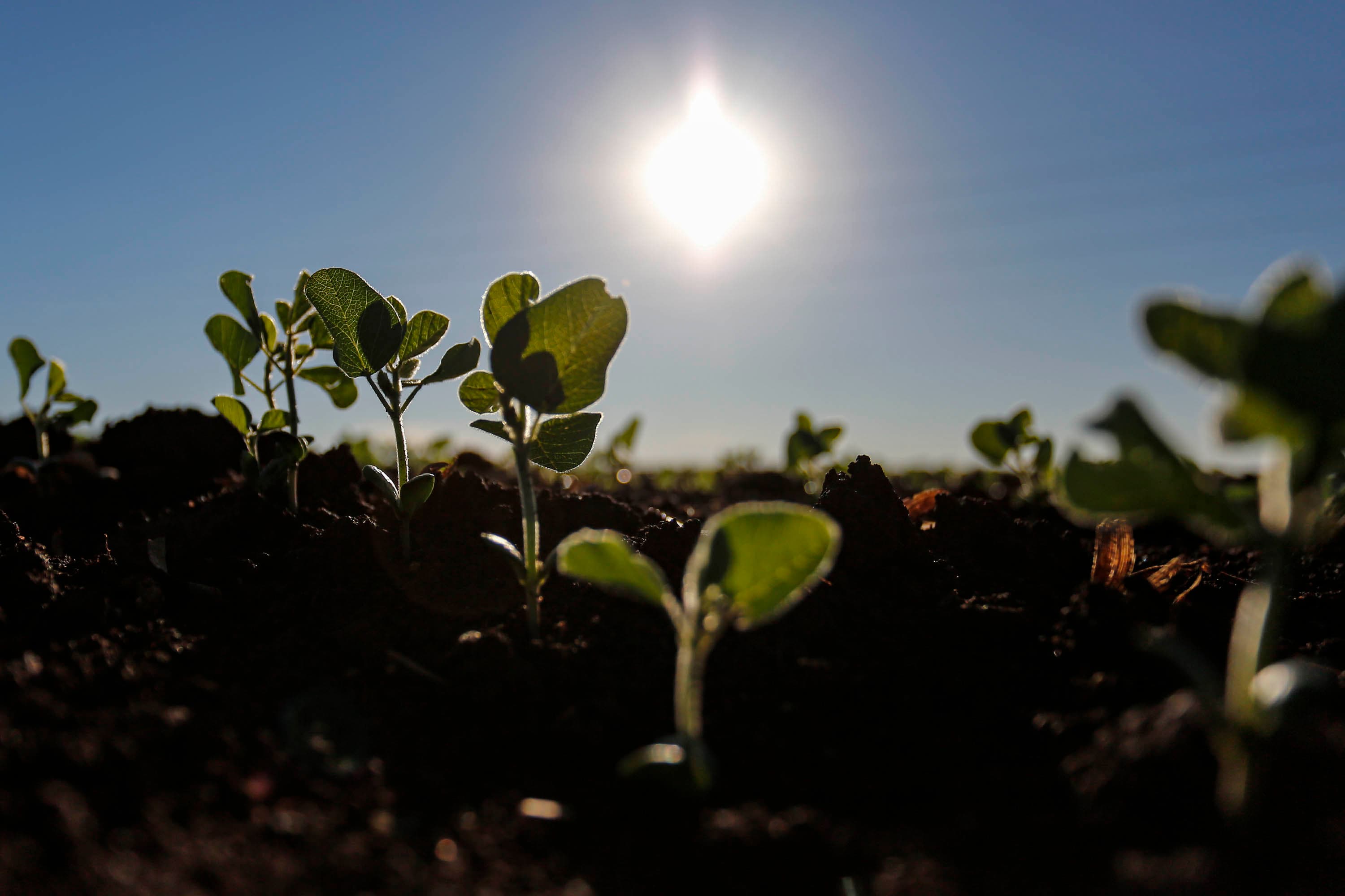 Soja pode ser plantada antes do calendário regular no RS a partir de hoje