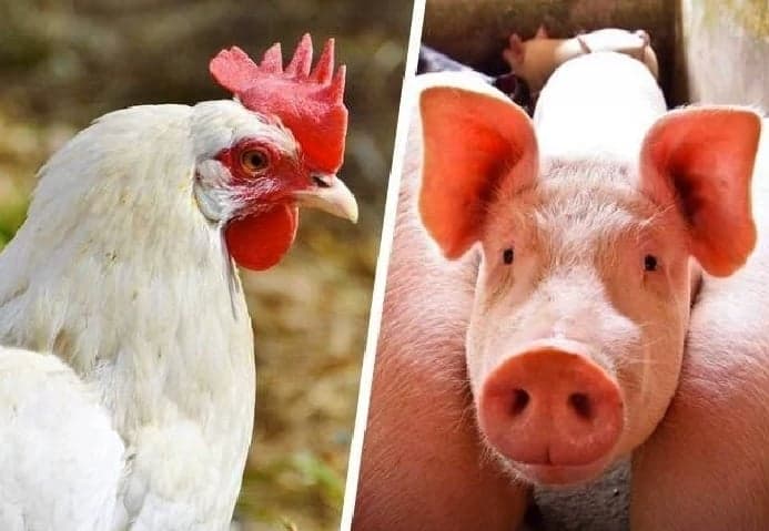 Embrapa aponta alta nos custos de produção de frango e suíno em agosto