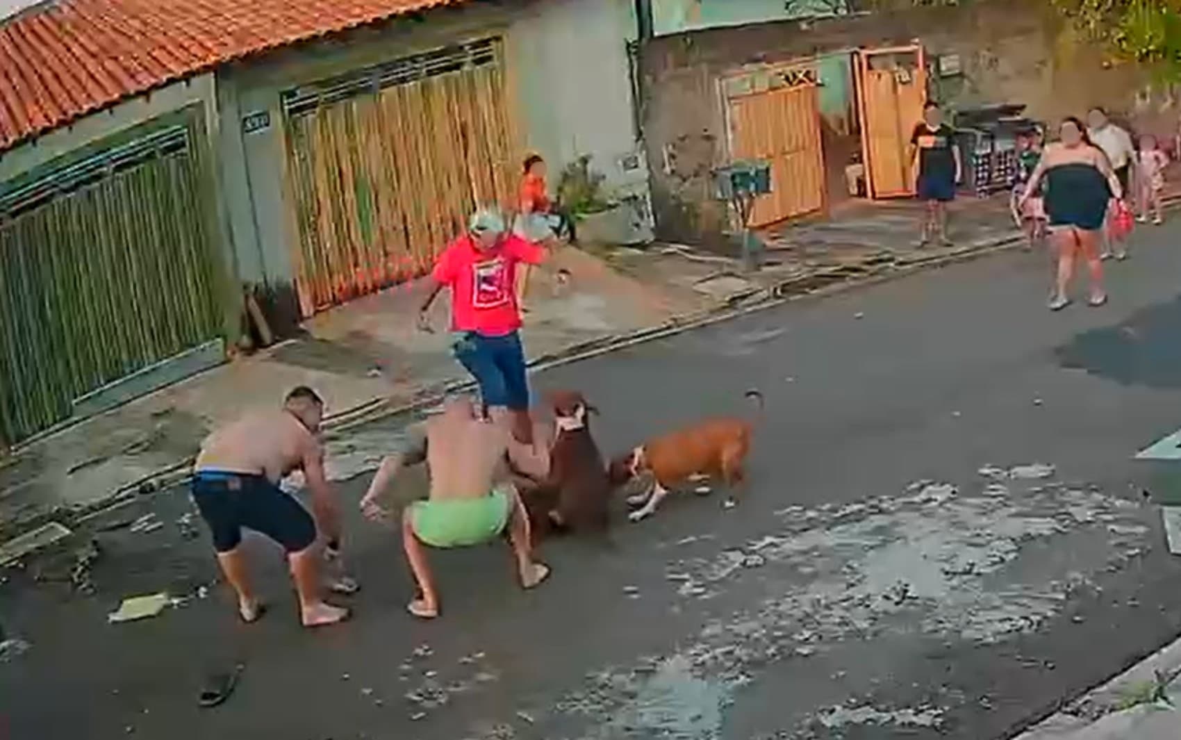 Pitbull morre após atacar cachorra e ser atingido por tutor dela em Ribeirão Preto, SP