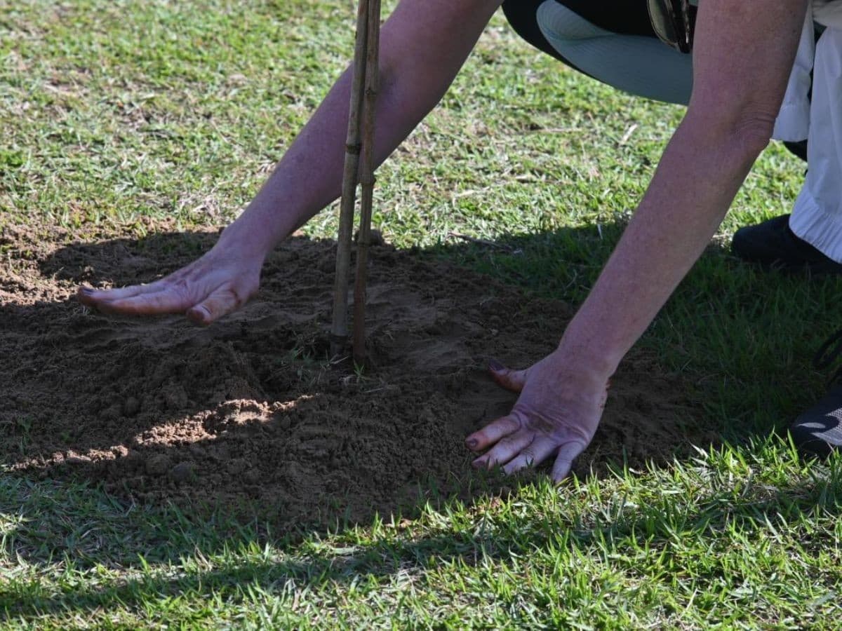 Santos amplia arborização urbana e chega a 4,1 mil árvores plantadas