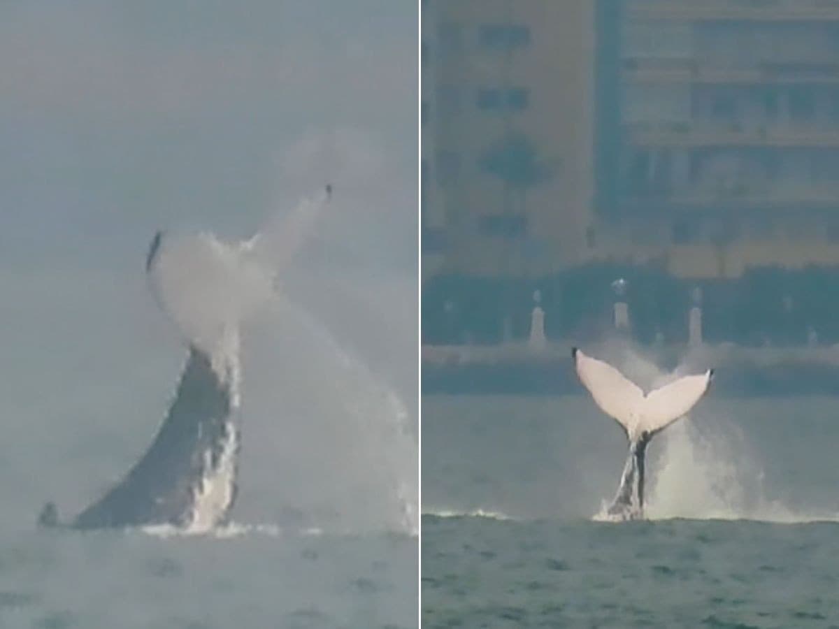 Baleia é avistada em Santos durante campeonato de surfe; VÍDEO