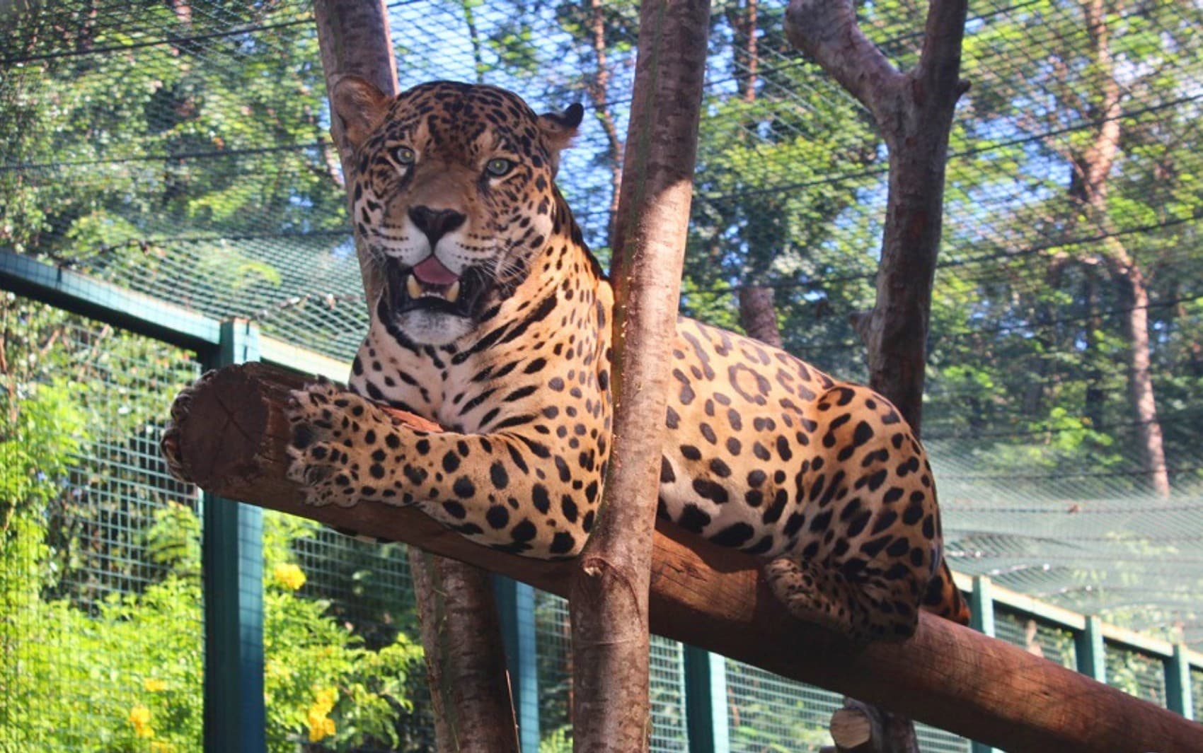 ‘Popstar’ do zoológico, onça Caeté atrai visitantes e ganha festa de um ano em Guaíra, SP
