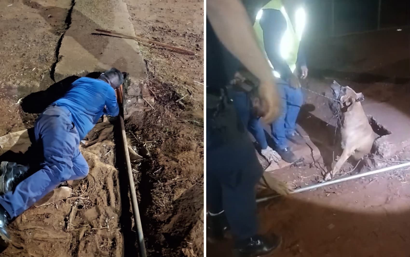 Veja momento em que cachorro é resgatado após ficar preso em tubulação de água em Guaíra, SP; VÍDEO