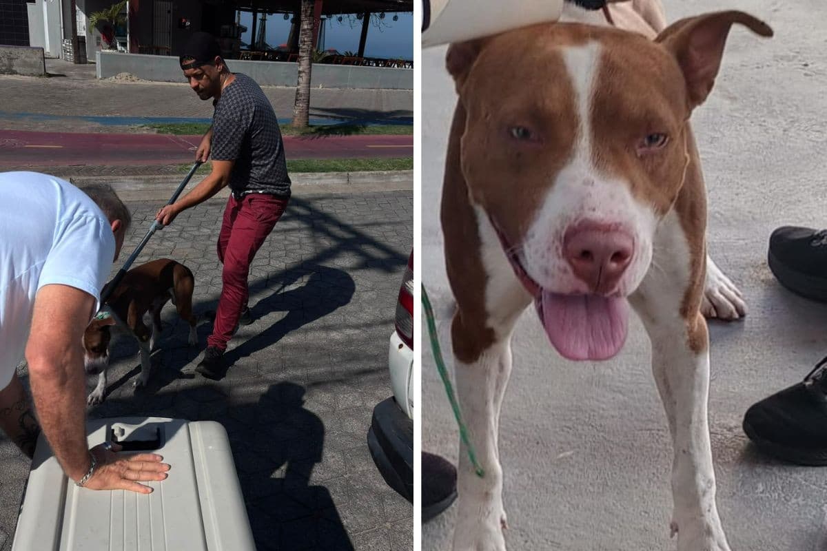 Menino de 7 anos é atacado por cão em praça e leva pontos no joelho no litoral de SP