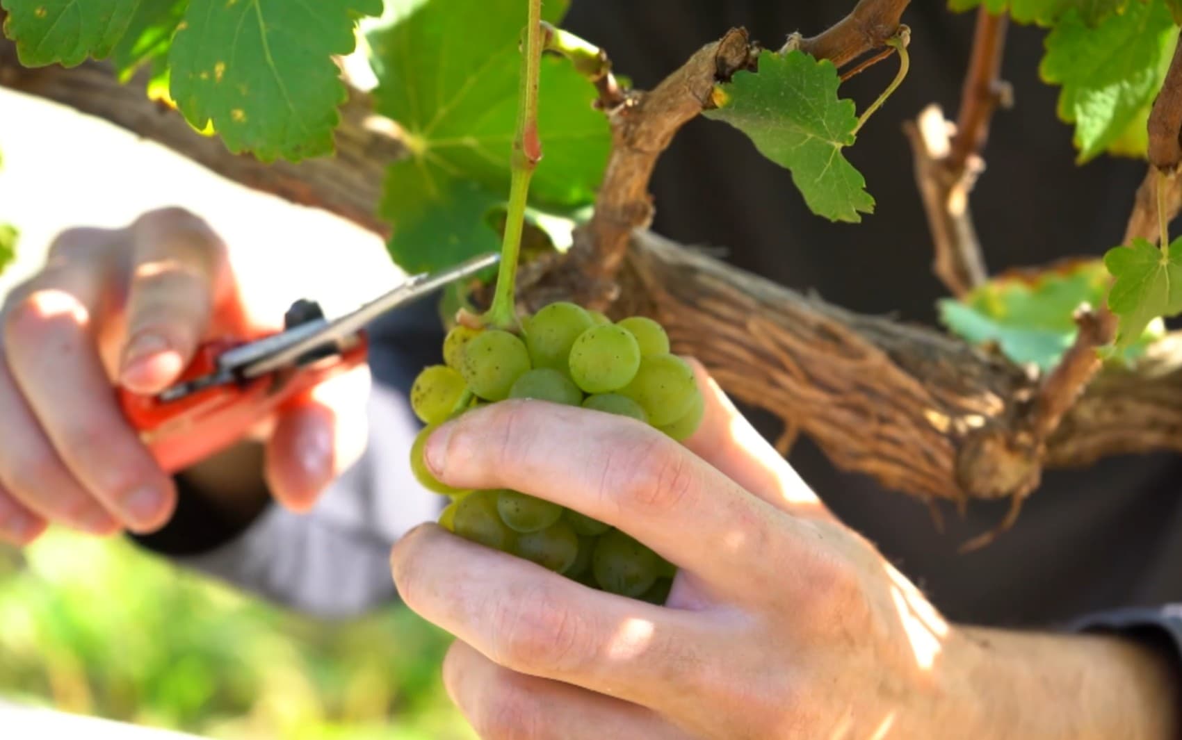 'Cartas de Vinho': técnica desenvolvida em MG permite colheita de uvas no inverno e impulsiona vinhos premiados