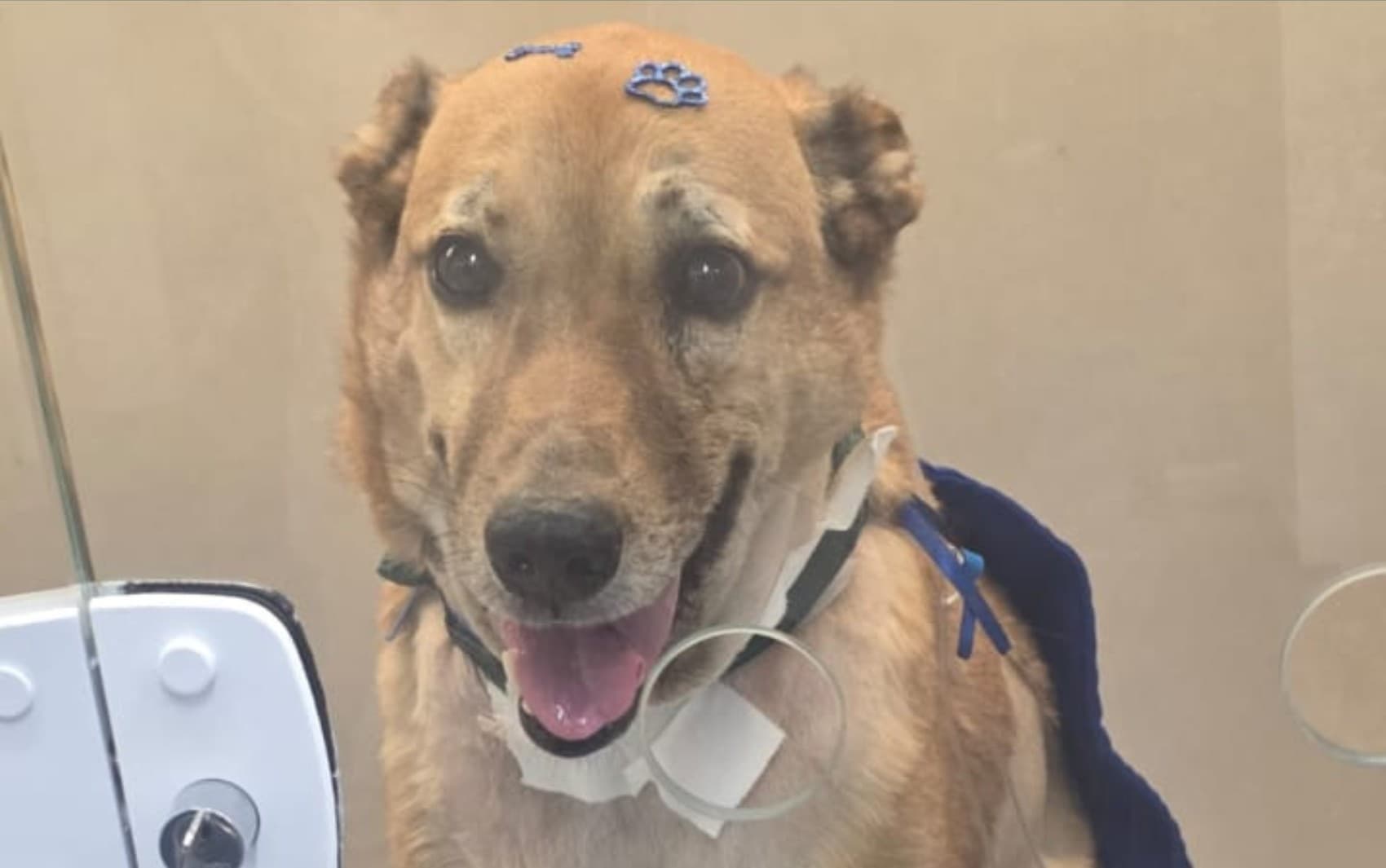 Cachorro baleado ao defender tutora de assalto em Ribeirão Preto, SP, tem melhora e pode receber alta