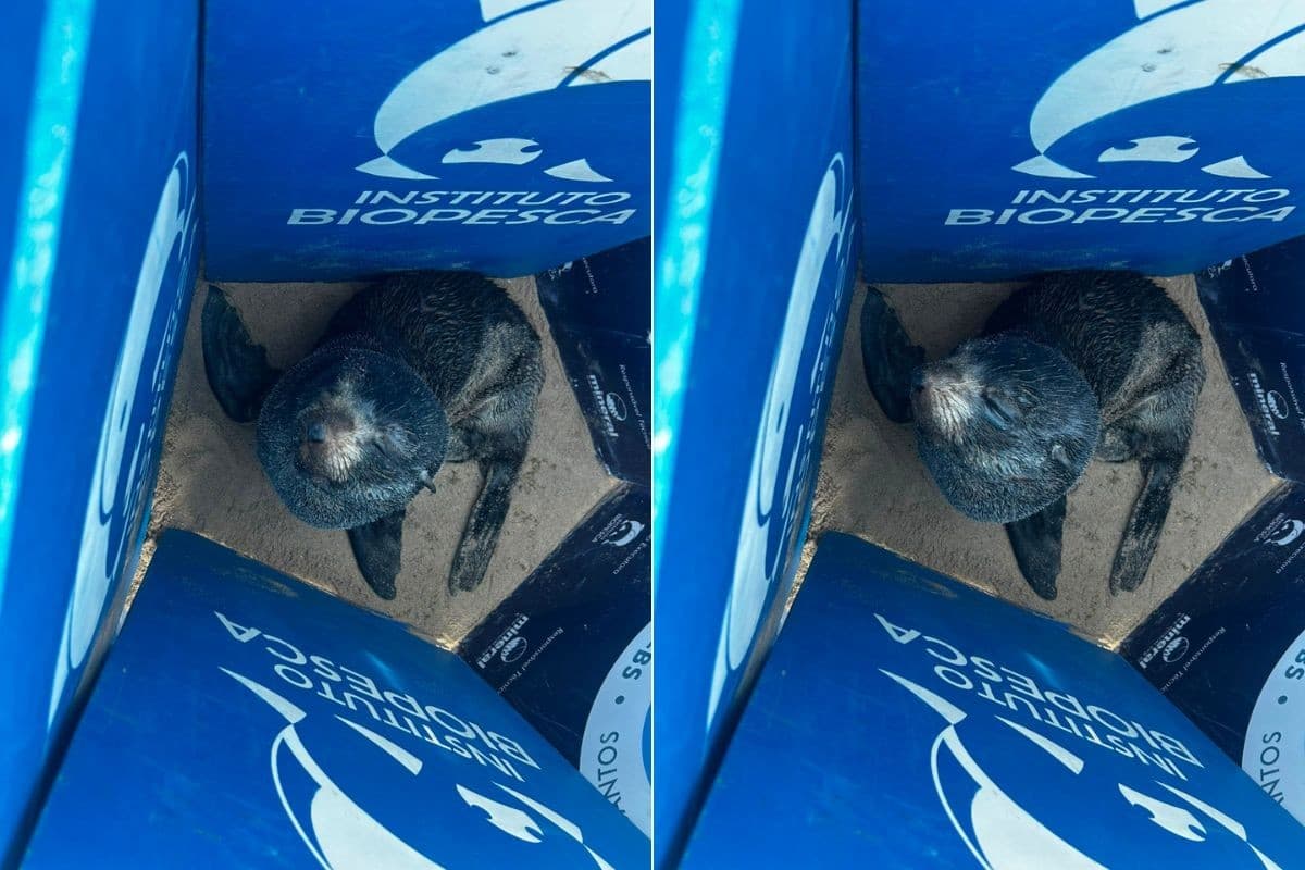Lobo-marinho é resgatado magro e debilitado em praia no litoral de SP