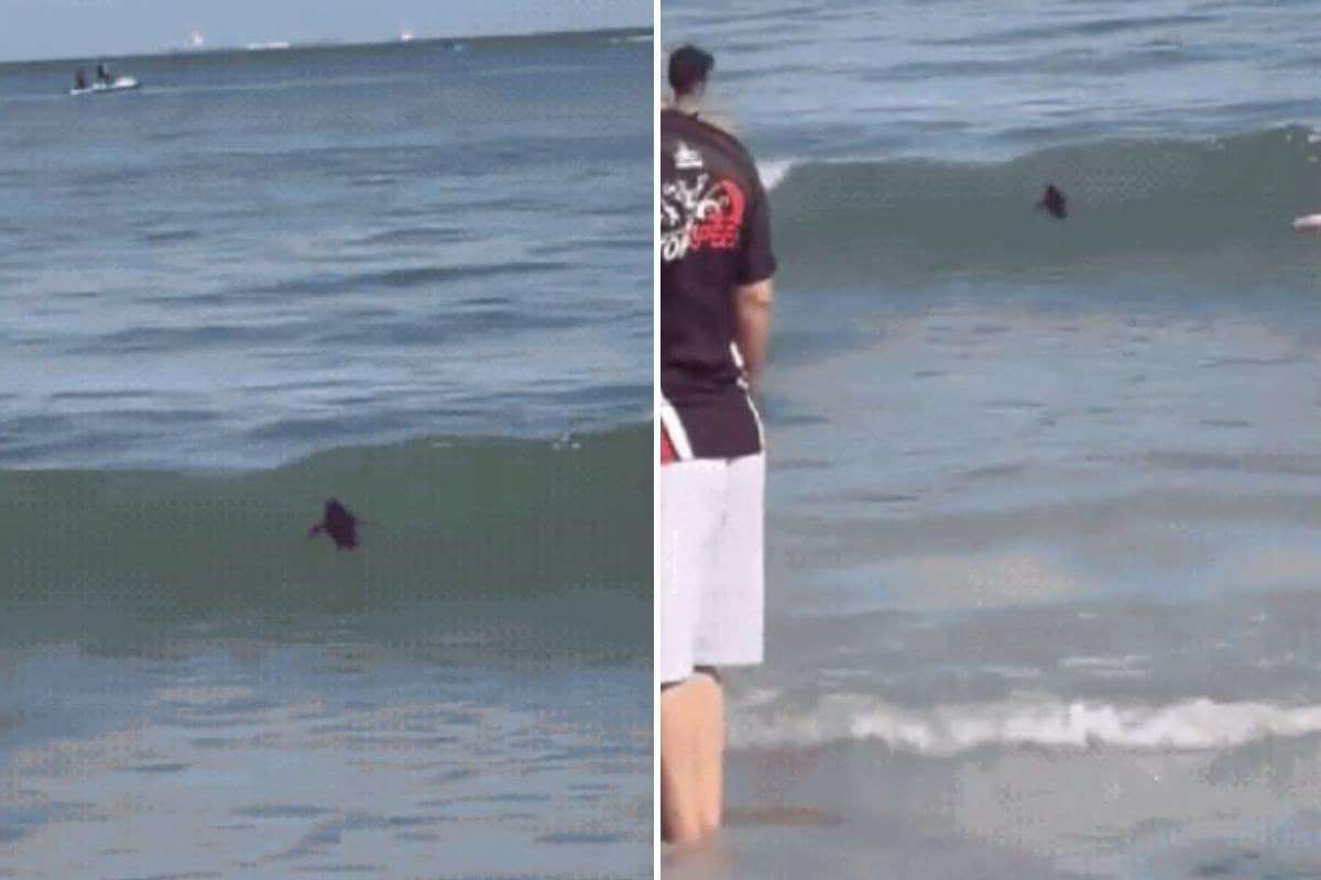 Pinguim-de-magalhães é resgatado após nadar ao lado de banhistas em praia de SP; VÍDEO