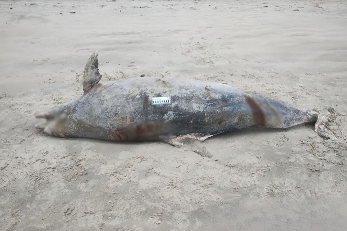 Golfinho de 210 kg é encontrado morto em praia do litoral de SP
