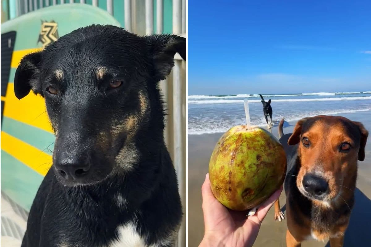 Cães abandonados viram surfistas e dividem pranchas com moradores no litoral de SP: 'Praia foi a primeira casa'