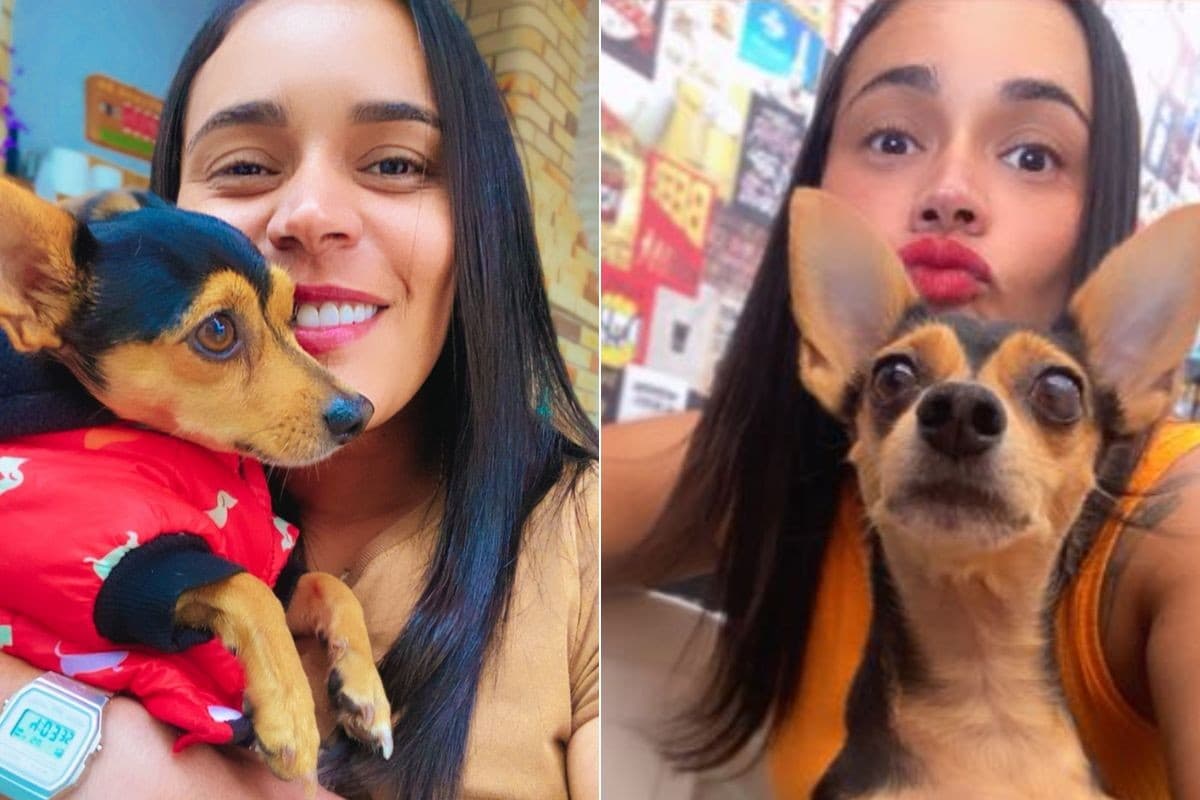 Pinscher atacado por pit bull morre um dia após completar 6 anos em SP