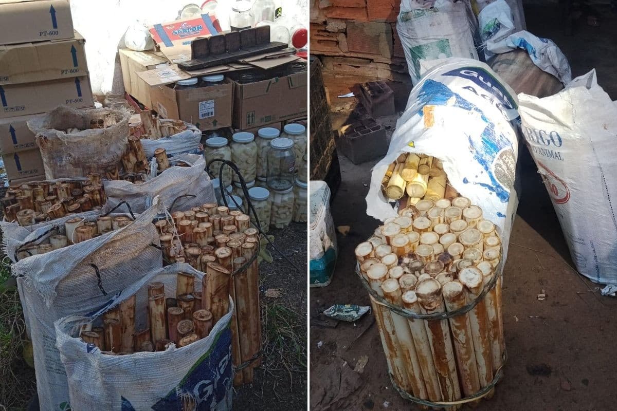 Homem é preso com mais de 400 hastes de palmito-juçara e multado em R$ 275 mil no litoral de SP