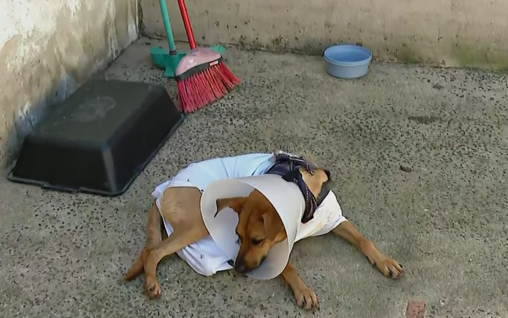 Tutor da cachorra ferida por linha de pipa com cerol pede fiscalização na Zona Norte de Ribeirão Preto, SP