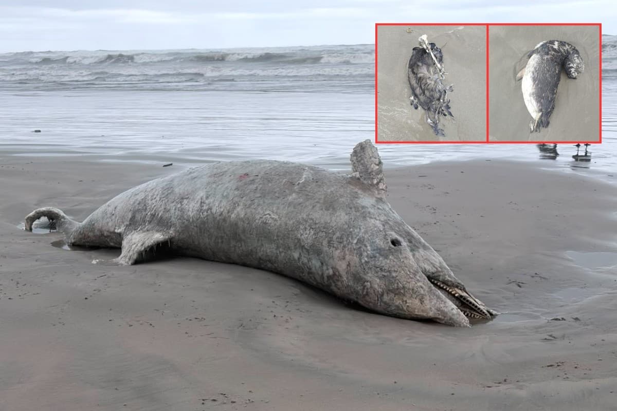 Pinguins e golfinho são encontrados mortos em praias do litoral de SP