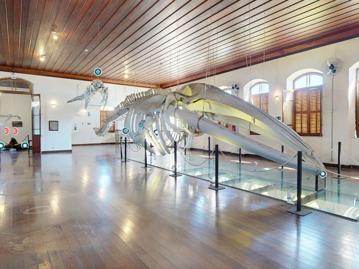 Museu de Pesca ganha visita virtual em 3D para explorar acervo em Santos