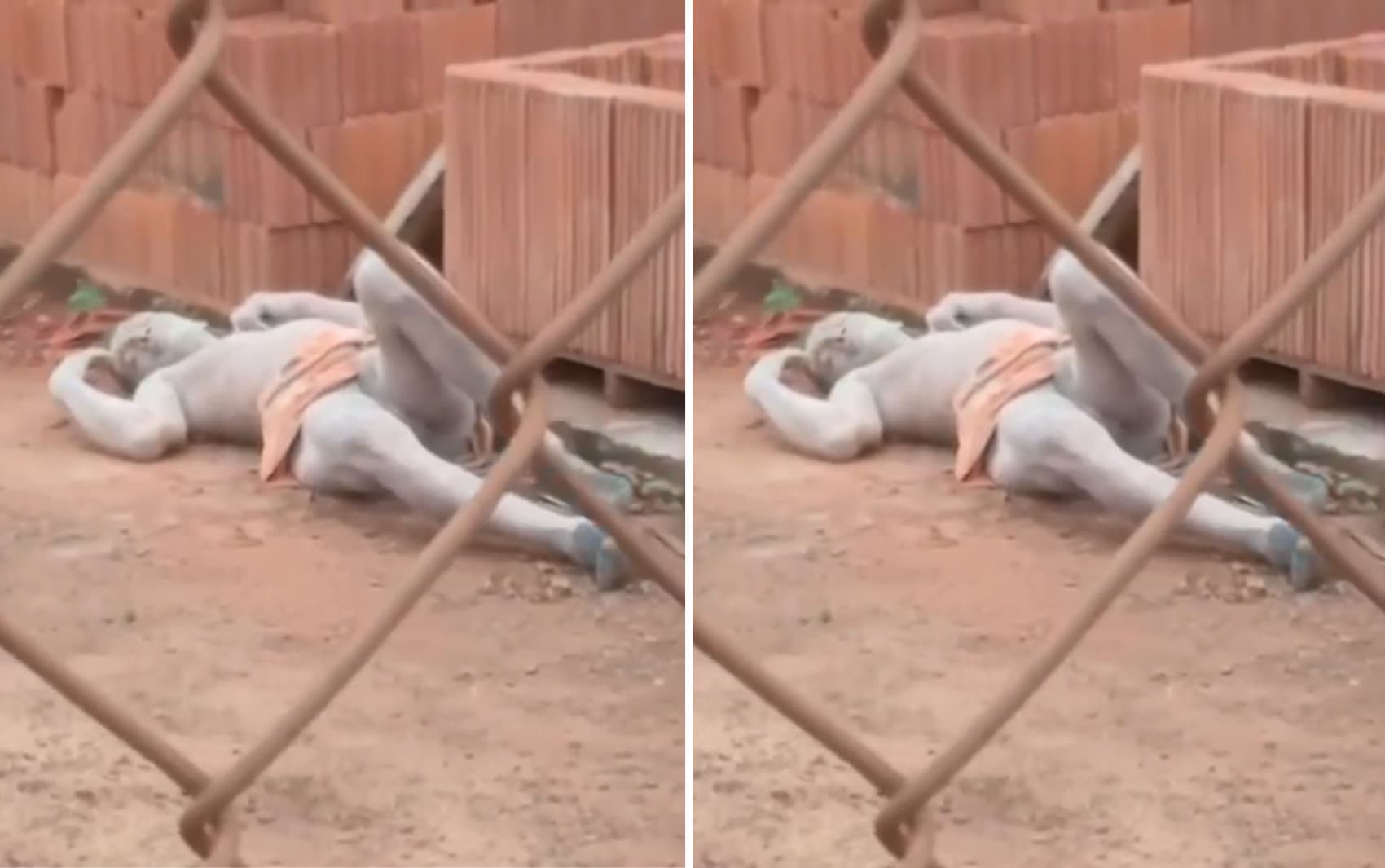 Homem desmaia após ser atacado por cachorro ao tentar furtar depósito em Miguelópolis, SP