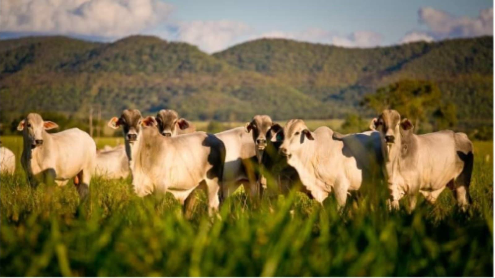 Planejamento alimentar impulsiona a pecuária em tempos de El Niño