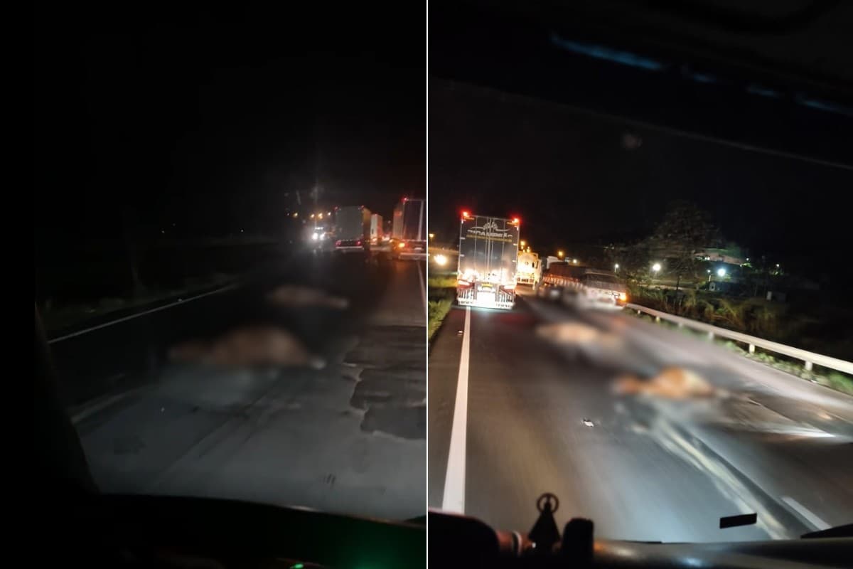 Cavalos invadem pista e morrem atropelados em rodovia de SP; VÍDEO