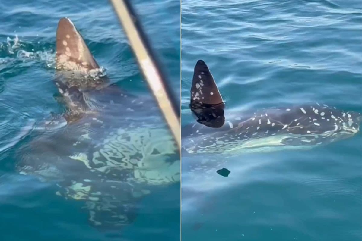 Pescador encontra um dos maiores peixes ósseos do mundo no litoral de SP: 'Dádiva de Deus'; VÍDEO