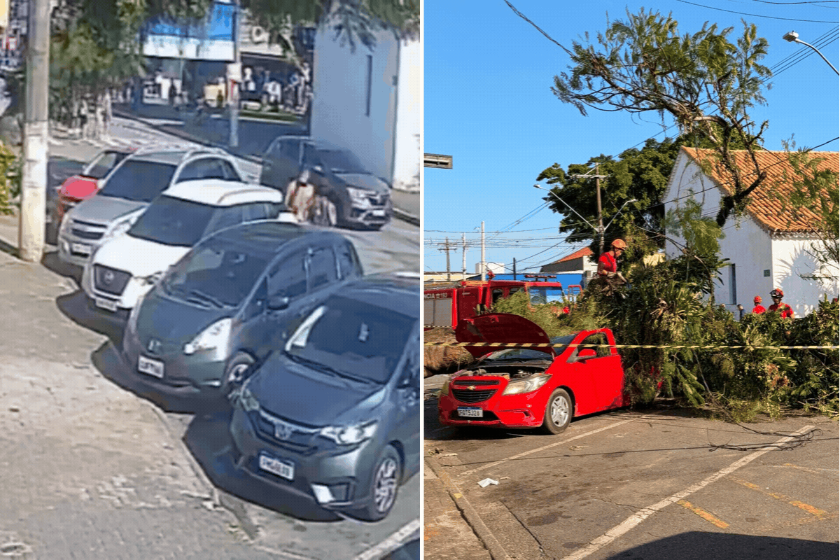 Árvore que esmagou carro com pai e filho dentro tinha cerca de 20 anos e 8 metros de altura