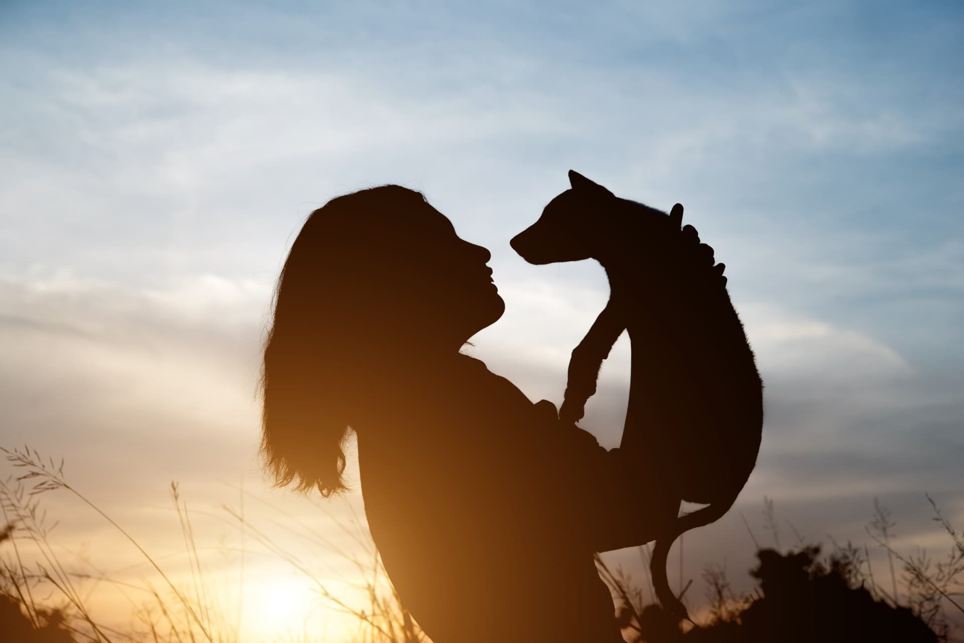 Mongaguá, SP, regulamenta crematórios para animais de estimação; veja as regras
