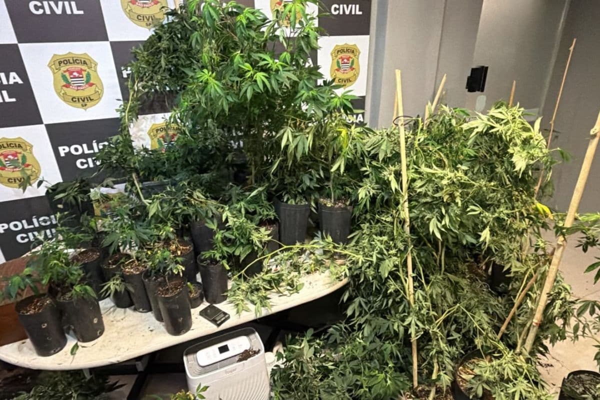 Funcionário é preso após polícia encontrar plantação de maconha em borracharia em São Vicente