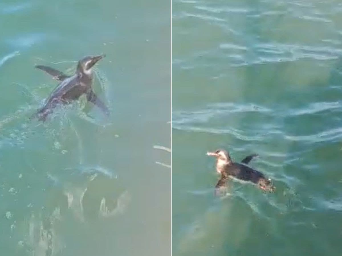 Turistas registram pinguim durante passeio de barco na Baía de Santos; VÍDEO