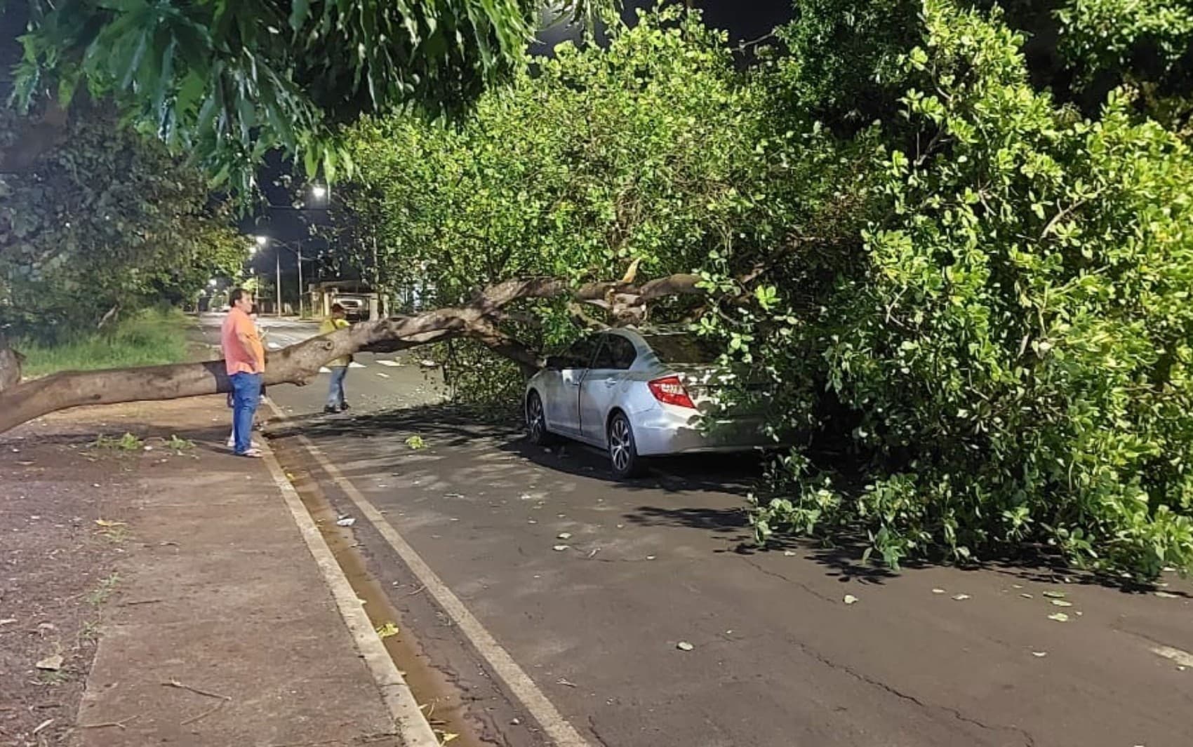Árvore cai sobre carro em Ribeirão Preto; moradores relatam que alertaram Prefeitura sobre risco de queda