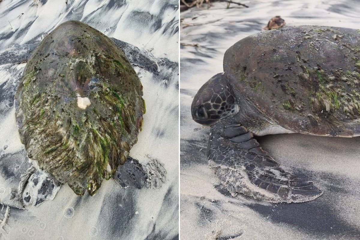 Tartaruga-verde é resgatada debilitada após encalhar no litoral de SP