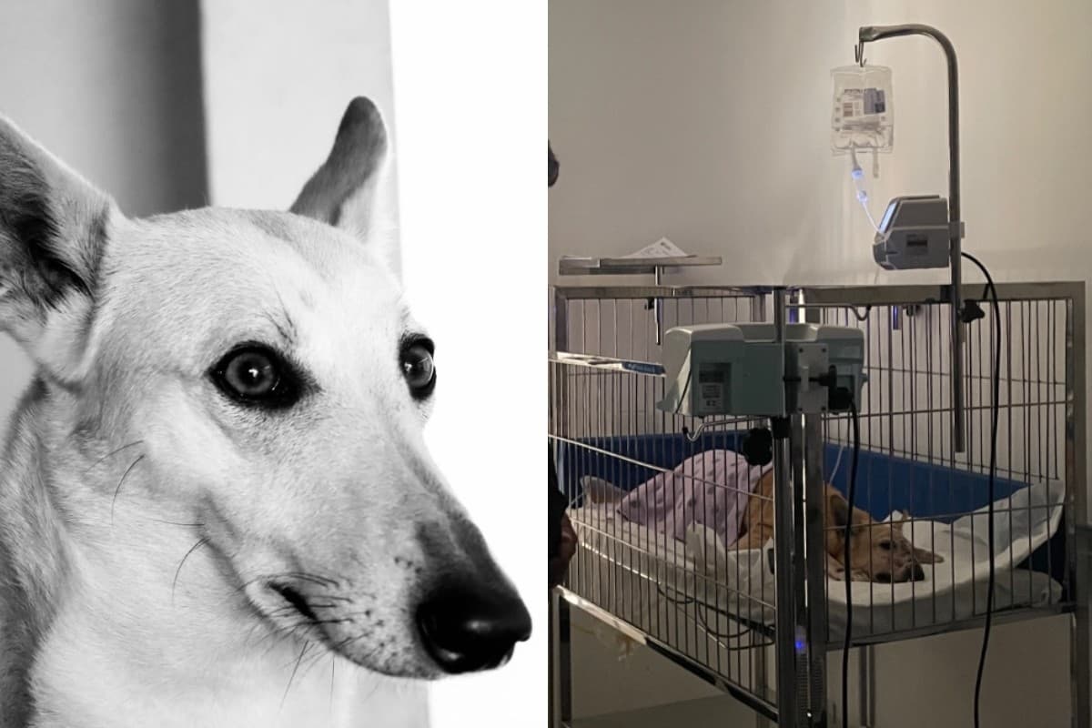 Cadela atacada por American Bully morre após quase um mês internada no litoral de SP