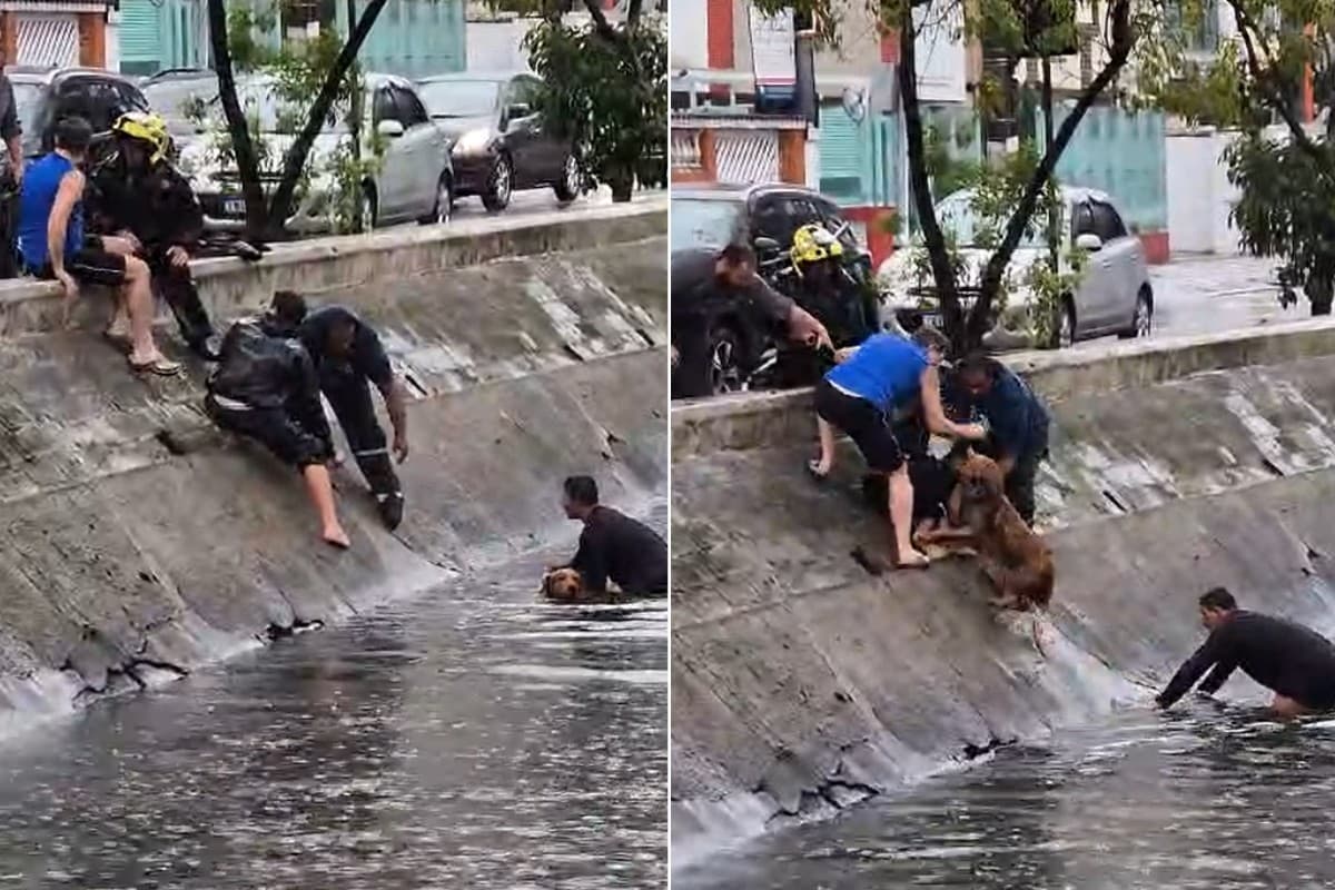 Homens fazem 'corrente humana' para resgatar cão em canal no litoral de SP; VÍDEO