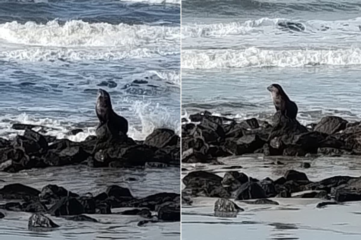 Lobo-marinho descansa sobre pedras em praia de SP e chama atenção de banhistas; VÍDEO