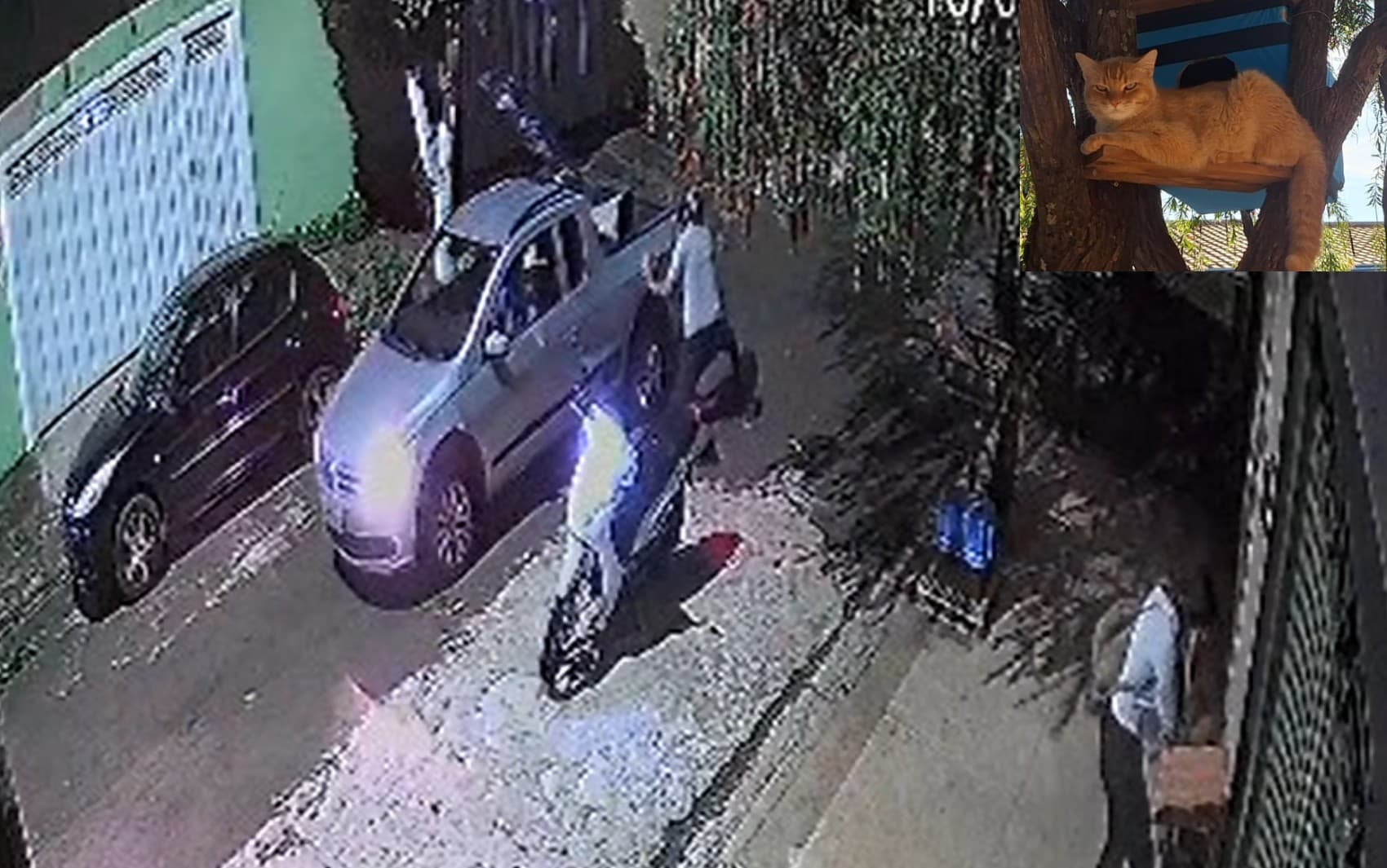 Motorista atropela gato comunitário e deixa local sem prestar socorro em Ribeirão Preto, SP; VÍDEO