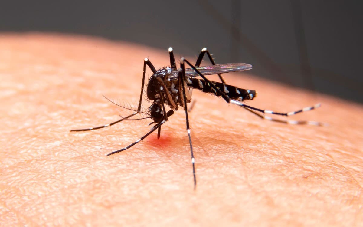 Casos e mortes por dengue caem na Baixada Santista; veja dados por cidade