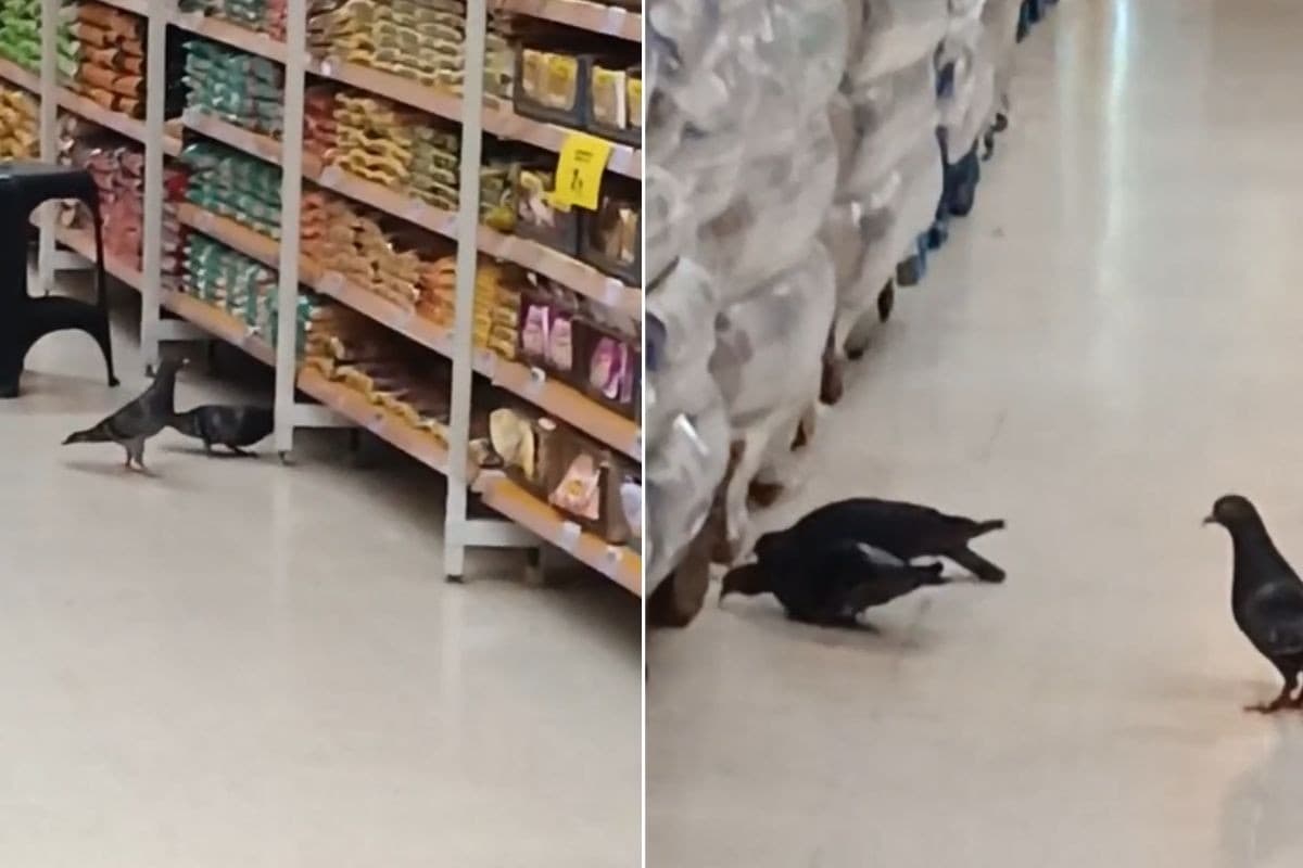 Vídeo mostra pombos comendo produtos em hipermercado no litoral de SP: 'Enojada', diz cliente